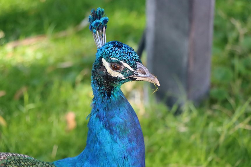 sapphire crest flux identifier