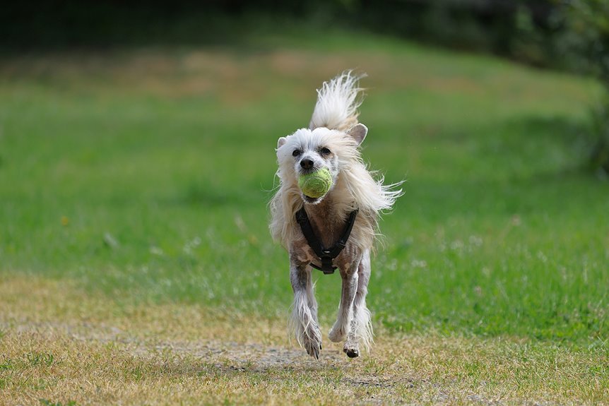 wildstone crest run location